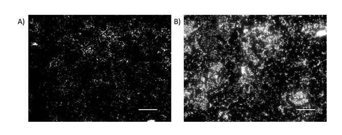 ijnme Digital images